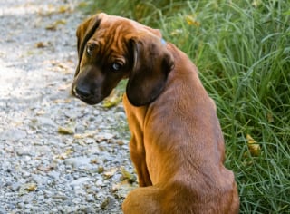 Illustration de l'article : Les comportements étranges que peuvent avoir votre chien et leurs significations