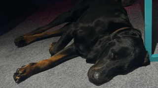 Illustration de l'article : En lice pour un concours canin, une chienne d'exposition disparaît de l'hôtel et déclenche d'intenses recherches incluant un drone