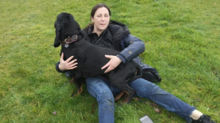 Illustration de l'article : En lice pour un concours canin, une chienne d'exposition disparaît de l'hôtel et déclenche d'intenses recherches incluant un drone