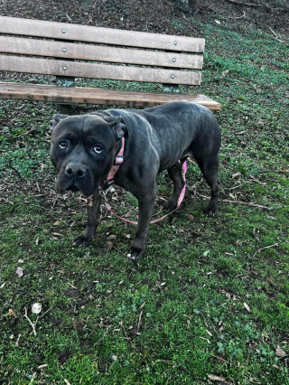 Illustration de l'article : Une chienne découverte attachée à un banc dans un parc depuis plus de 8 heures est recueillie par la police qui lance immédiatement une enquête