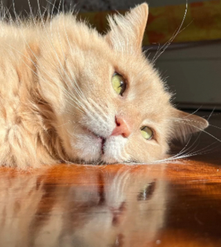 Illustration de l'article : Le changement d'attitude d'un père qui ne voulait absolument pas du chat adopté par son fils sidère ses proches (vidéo)