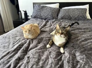 Illustration de l'article : Une famille endeuillée accueille provisoirement une chatte, mais comprend vite que l'expérience n'aura pas l'issue prévue