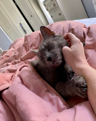 Illustration de l'article : 16 photos de chats qui ont littéralement décidé de s’inviter là où ils en avaient envie