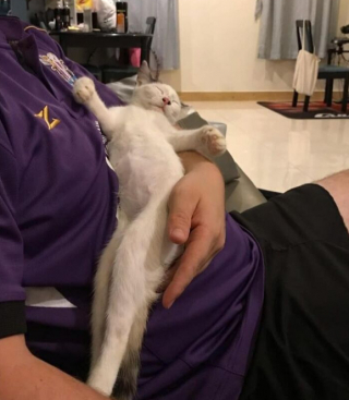 Illustration de l'article : 16 photos de chats qui ont littéralement décidé de s’inviter là où ils en avaient envie