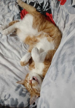Illustration de l'article : 16 photos de chats qui ont littéralement décidé de s’inviter là où ils en avaient envie