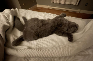 Illustration de l'article : 16 photos de chats qui ont littéralement décidé de s’inviter là où ils en avaient envie