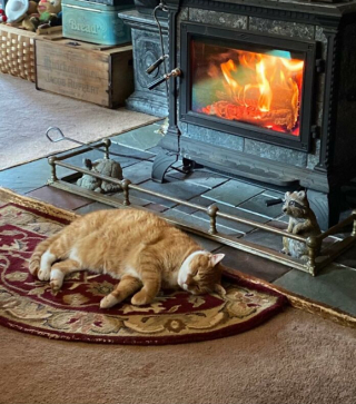 Illustration de l'article : 16 photos de chats qui ont littéralement décidé de s’inviter là où ils en avaient envie