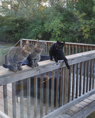 Illustration de l'article : 16 photos de chats qui ont littéralement décidé de s’inviter là où ils en avaient envie