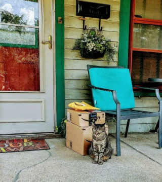 Illustration de l'article : 16 photos de chats qui ont littéralement décidé de s’inviter là où ils en avaient envie