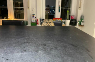 Illustration de l'article : 16 photos de chats qui ont littéralement décidé de s’inviter là où ils en avaient envie