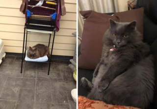 Illustration de l'article : 16 photos de chats qui ont littéralement décidé de s’inviter là où ils en avaient envie