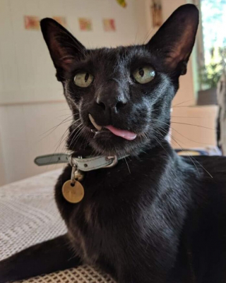 Illustration de l'article : 16 photos de chats qui ont littéralement décidé de s’inviter là où ils en avaient envie