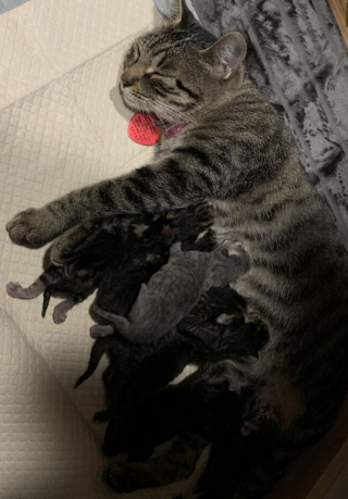 Illustration de l'article : 16 photos de chats qui ont littéralement décidé de s’inviter là où ils en avaient envie
