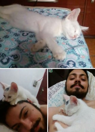 Illustration de l'article : 16 photos de chats qui ont littéralement décidé de s’inviter là où ils en avaient envie