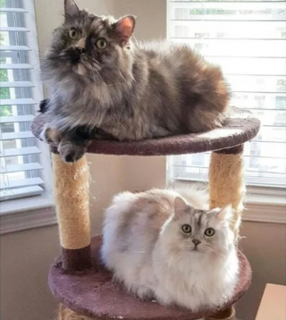 Illustration de l'article : 16 photos de chats qui ne se sont pas particulièrement illustrés par leur bon sens