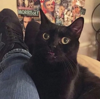 Illustration de l'article : 16 photos de chats qui ne se sont pas particulièrement illustrés par leur bon sens