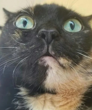 Illustration de l'article : 16 photos de chats qui ne se sont pas particulièrement illustrés par leur bon sens