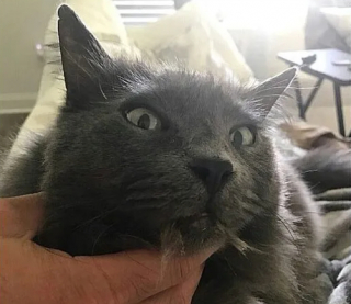 Illustration de l'article : 16 photos de chats qui ne se sont pas particulièrement illustrés par leur bon sens