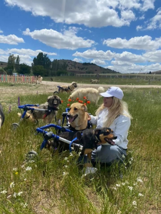 Illustration de l'article : Dans ce refuge pour chiens handicapés, une idée ingénieuse les sort de leur train-train quotidien et leur apporte encore plus de joie