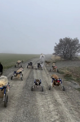 Illustration de l'article : Dans ce refuge pour chiens handicapés, une idée ingénieuse les sort de leur train-train quotidien et leur apporte encore plus de joie