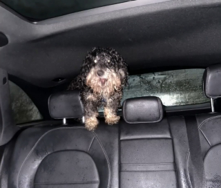 Illustration de l'article : La disparition d'un chien et de sa maîtresse débouche sur une double bonne nouvelle 2 semaines plus tard au terme d'un quiproquo invraisemblable