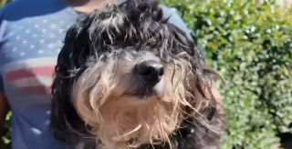 Illustration de l'article : La disparition d'un chien et de sa maîtresse débouche sur une double bonne nouvelle 2 semaines plus tard au terme d'un quiproquo invraisemblable