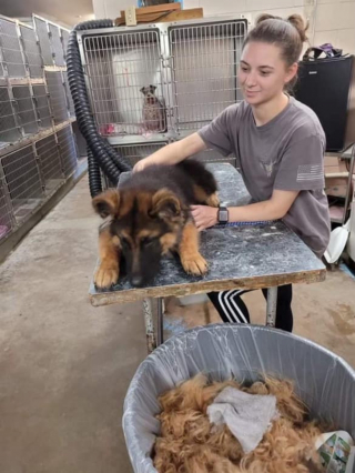 Illustration de l'article : Une maman honore la mémoire de sa fille ayant perdu la vie en tentant de sauver un chien par la création d'une association de protection animale