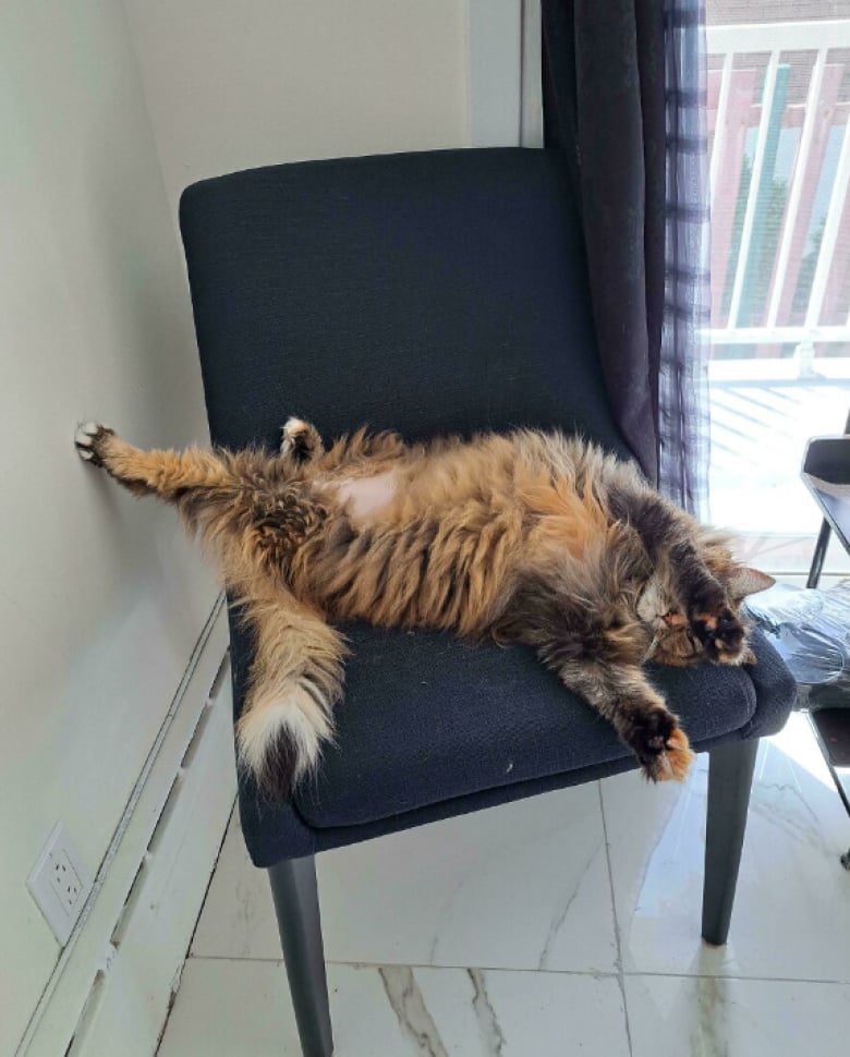 Illustration de l'article : 18 photos qui prouvent bien que les chats n’en font qu’à leur tête, quoi qu’en disent leurs maîtres