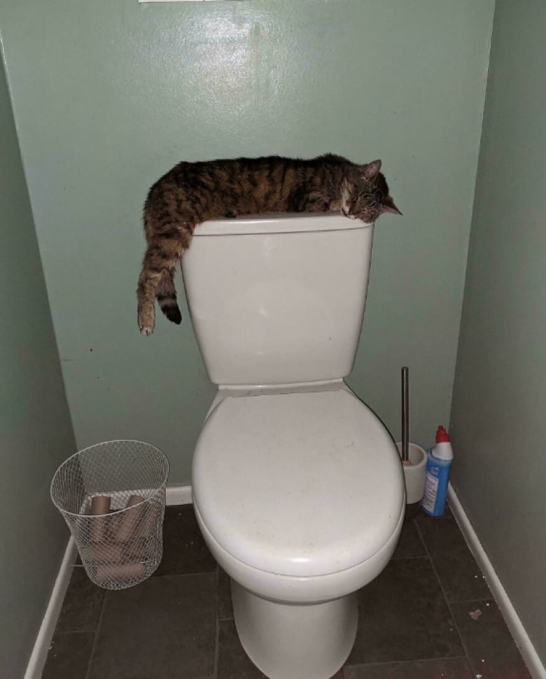 Illustration de l'article : 18 photos qui prouvent bien que les chats n’en font qu’à leur tête, quoi qu’en disent leurs maîtres