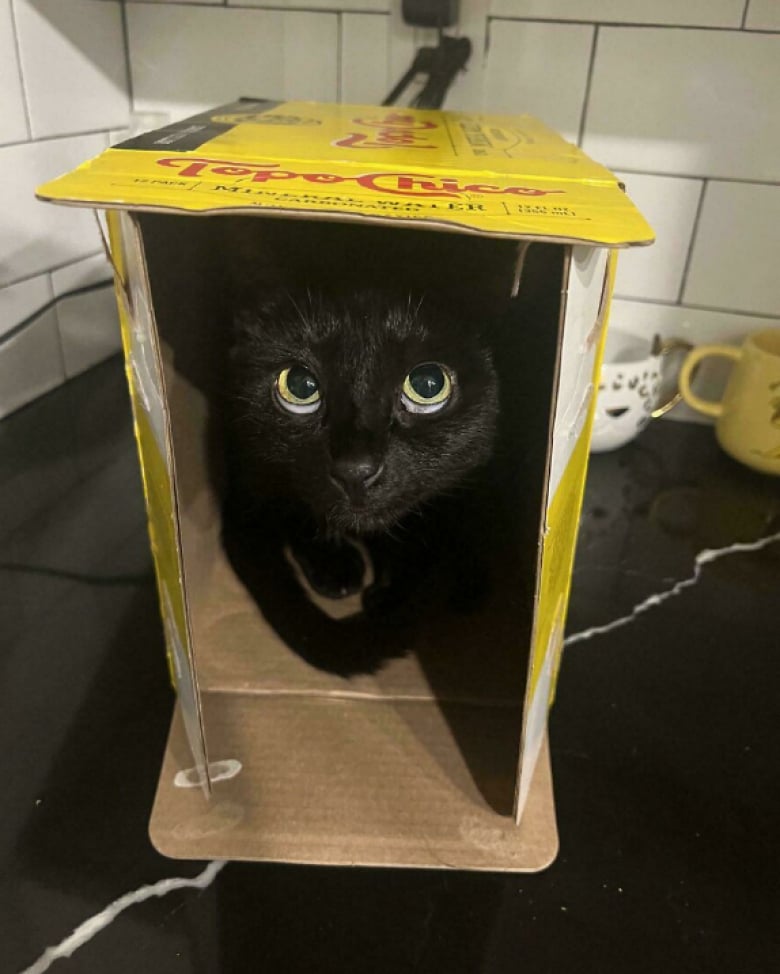 Illustration de l'article : 18 photos qui prouvent bien que les chats n’en font qu’à leur tête, quoi qu’en disent leurs maîtres