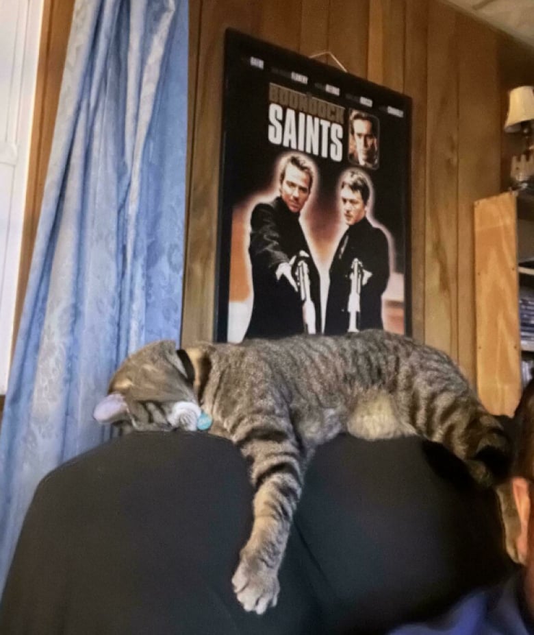 Illustration de l'article : 18 photos qui prouvent bien que les chats n’en font qu’à leur tête, quoi qu’en disent leurs maîtres