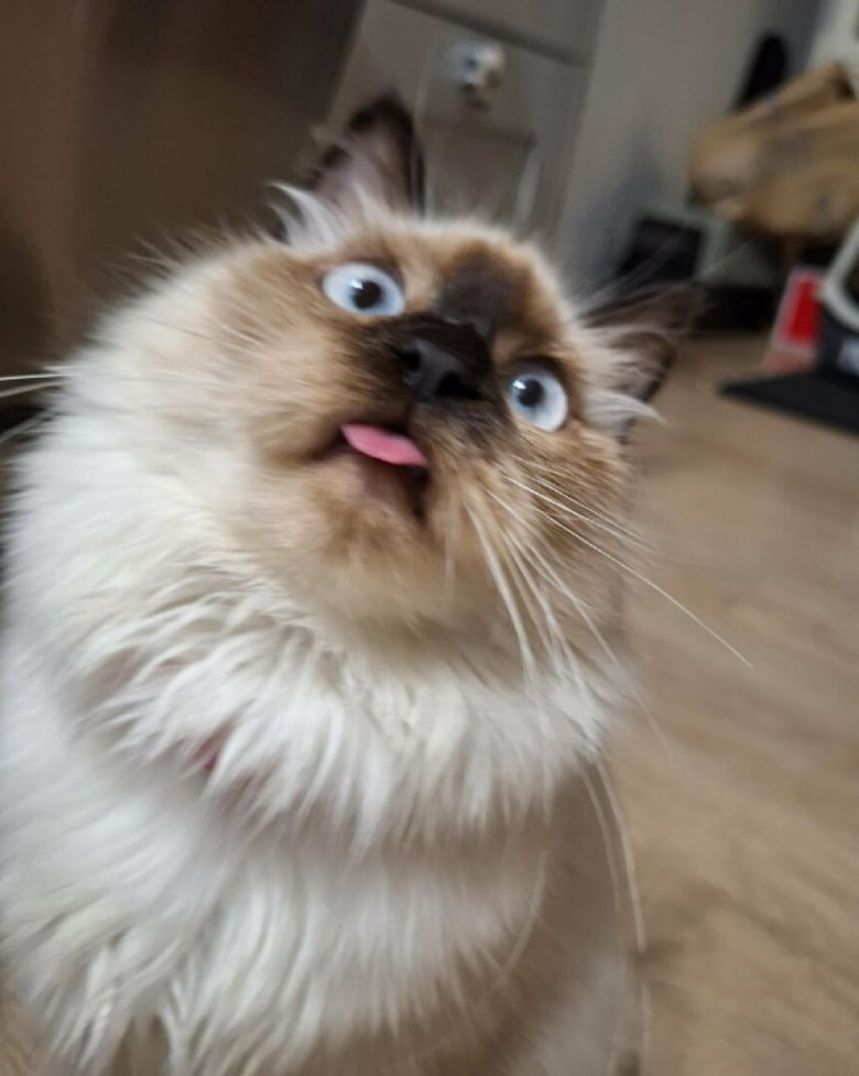 Illustration de l'article : 18 photos qui prouvent bien que les chats n’en font qu’à leur tête, quoi qu’en disent leurs maîtres