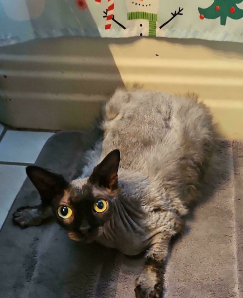 Illustration de l'article : 18 photos qui prouvent bien que les chats n’en font qu’à leur tête, quoi qu’en disent leurs maîtres