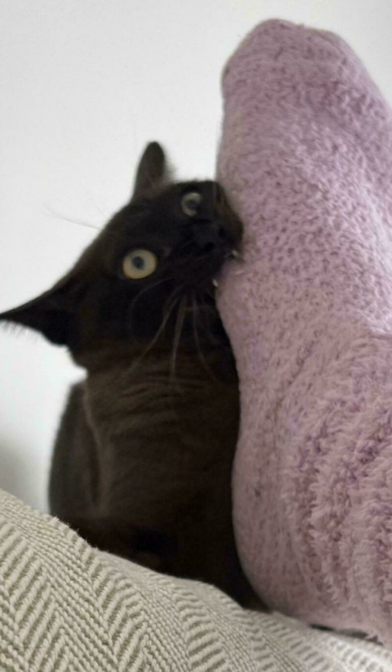 Illustration de l'article : 18 photos qui prouvent bien que les chats n’en font qu’à leur tête, quoi qu’en disent leurs maîtres