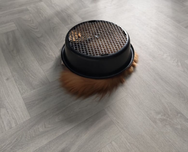 Illustration de l'article : 18 photos qui prouvent bien que les chats n’en font qu’à leur tête, quoi qu’en disent leurs maîtres