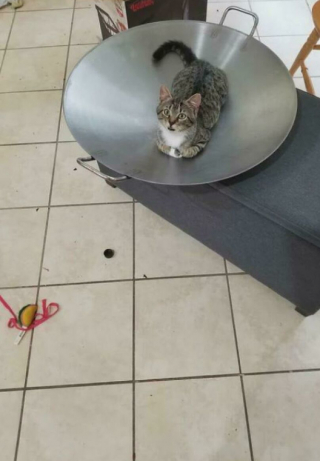 Illustration de l'article : 18 photos de chats, qui ont décidé qu’ils n’en feraient qu’à leur tête 