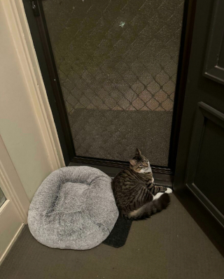 Illustration de l'article : 18 photos de chats, qui ont décidé qu’ils n’en feraient qu’à leur tête 