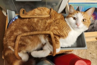 Illustration de l'article : 18 photos de chats, qui ont décidé qu’ils n’en feraient qu’à leur tête 