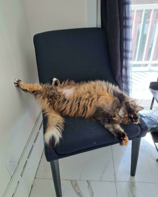 Illustration de l'article : 18 photos de chats, qui ont décidé qu’ils n’en feraient qu’à leur tête 