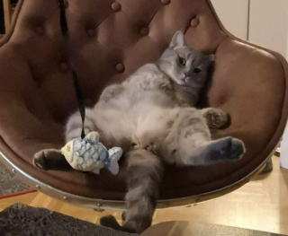Illustration de l'article : 18 photos de chats, qui ont décidé qu’ils n’en feraient qu’à leur tête 