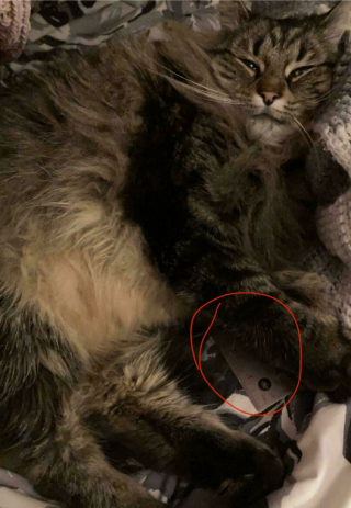 Illustration de l'article : 18 photos de chats, qui ont décidé qu’ils n’en feraient qu’à leur tête 