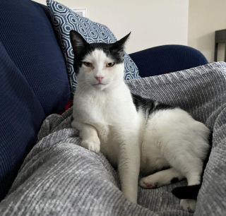 Illustration de l'article : 18 photos de chats, qui ont décidé qu’ils n’en feraient qu’à leur tête 