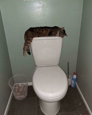 Illustration de l'article : 18 photos de chats, qui ont décidé qu’ils n’en feraient qu’à leur tête 