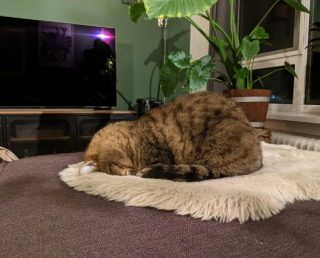Illustration de l'article : 18 photos de chats, qui ont décidé qu’ils n’en feraient qu’à leur tête 