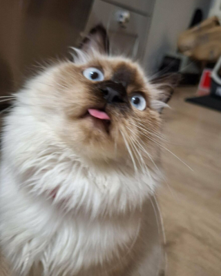 Illustration de l'article : 18 photos de chats, qui ont décidé qu’ils n’en feraient qu’à leur tête 
