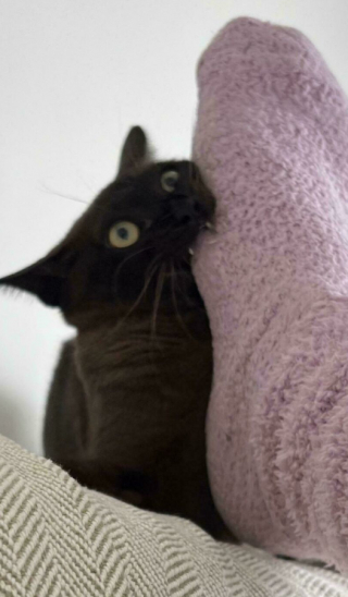 Illustration de l'article : 18 photos de chats, qui ont décidé qu’ils n’en feraient qu’à leur tête 