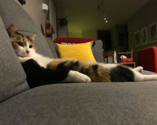Illustration de l'article : 18 photos de chats, qui ont décidé qu’ils n’en feraient qu’à leur tête 
