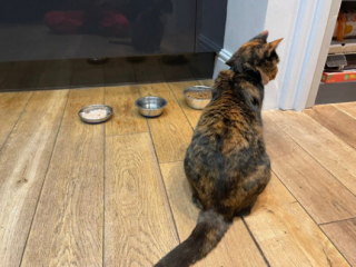 Illustration de l'article : 18 photos de chats, qui ont décidé qu’ils n’en feraient qu’à leur tête 