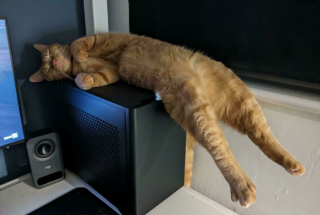 Illustration de l'article : 18 photos de chats, qui ont décidé qu’ils n’en feraient qu’à leur tête 