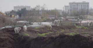 Illustration de l'article : Intriguée par le comportement étrange d'une Patou qu'elle a sauvée de l'errance, l'équipe du zoo-refuge La Tanière en découvre la raison 10 jours plus tard